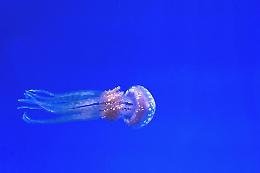 Estate e meduse: attenzione a queste tre specie