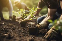 Regala un albero al tuo paese: Vinovo chiama cittadini, aziende e associazioni a prendersi cura del verde pubblico