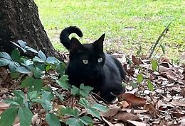 Un gatto nero scienziato improvvisato scopre (per la seconda volta) un nuovo virus mai scoperto prima 