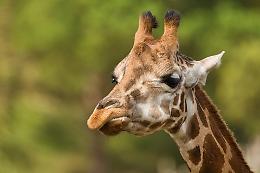 Le giraffe dormono pochissimo (e quasi sempre in piedi)
