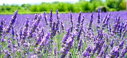 Ecco il posto che ti farà dimenticare la Provenza: in Piemonte c’è un borgo viola dove fiorisce la lavanda