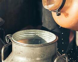 Crolla la produzione di latte in Italia: Coldiretti lancia l’allarme