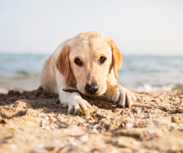 La spiaggia dei diritti: cosa si può fare (e cosa no) tra cani, palloni e panini