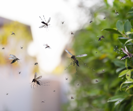 Caso di dengue a Torino: picco di uova in città fa scattare disinfestazioni nei tombini