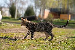 Gatto di  un giovane senza fissa dimora scappa durante un controllo a Valenza