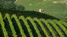Popilla Japonica minaccia il vino piemontese: richiesti interventi urgenti alla Regione