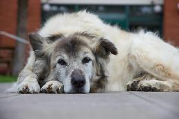 Adotta un cane anziano: a Torino parte il contributo per chi decide di fare un gesto d'amore