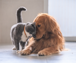 Tre giorni di congedo per la perdita del proprio animale domestico: una proposta che divide
