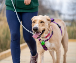 Piemonte, al via il progetto sul possesso responsabile dei cani: tredici i Comuni coinvolti