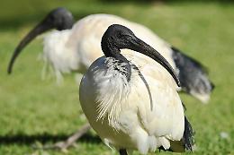 Novara assediata dagli ibis sacri: scatta il piano di contenimento