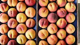 Volpedo, il borgo piemontese con le pesche più buone della regione