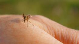 Primo decesso di West Nile, 82enne a Latina, era stata ricoverata il 14 luglio scorso: “Rafforzata la sorveglianza nella provincia”