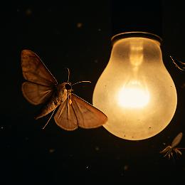 Perché gli insetti girano attorno alla luce?