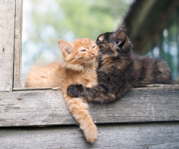 Ecco perché i video di gattini ci colpiscono il cuore (e i mercati)