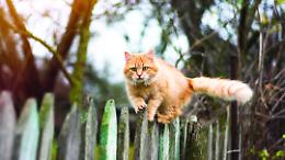 Mirafiori Sud, l’estate svuota la colonia felina: servono volontari per nutrire i gatti