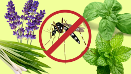 Virus West Nile: i rischi aumentano, ma la natura può aiutarci