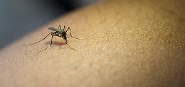 West Nile, cosa sapere davvero: sintomi, precauzioni e cosa si può (ancora) fare d’estate