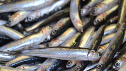 Pesce putrefatto per insaporire il cibo: svelati i segreti del garum, il condimento degli antichi Romani