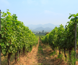 Il Piemonte del vino punta sul biologico: boom di cooperative e vigneti green