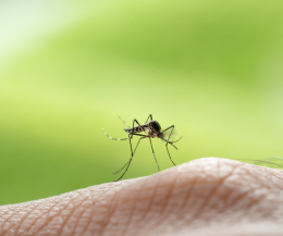 Chikungunya, allarme virus in Europa: epidemia in Francia e primi casi in Italia