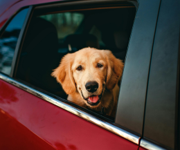 5 mete europee dove andare in vacanza con il tuo cane