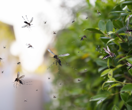 Primo contagio locale di chikungunya in Italia: allerta e disinfestazioni tra Emilia-Romagna e Veneto