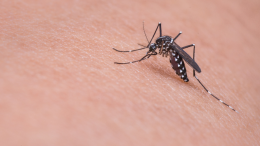 West Nile: ecco perché la malattia che sta terrorizzando l'Italia si chiama così