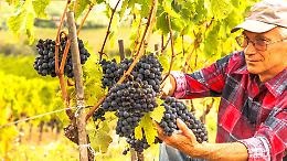 Vendemmia 2025: cantine piene ma il vino non si vende. Cosa sta succedendo ?