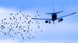 Aerei, il pericolo degli uccelli: all'aeroporto di Torino Caselle 22 casi di "birdstrike" nel 2024