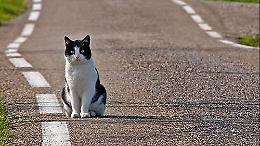 Cogne, spariscono una quindicina di gatti: scatta l’allarme in paese