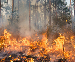 Allarme incendi: in Italia il bilancio è di oltre 30mila ettari distrutti da gennaio a luglio