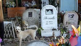 Animali e sepoltura con i padroni: guida pratica alle regole italiane
