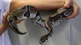Morsi di serpente in viaggio: quando la vacanza può diventare un’emergenza