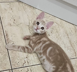 Milo è così bello da sembrare alieno