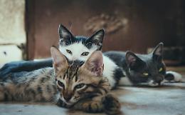 Cogne, il giallo dei gatti scomparsi: 15 animali in pochi giorni, diverse denunce