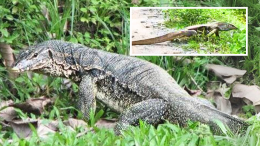 Un "drago" a Volpiano: ecco che animale è il rettile avvistato nella Vauda