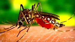 West Nile, il caso di Moncalieri, lentamente migliorano le condizioni