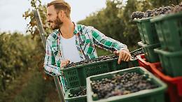Vendemmia 2025: tutto quello che serve per assumere subito