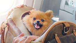 Estate 2025: boom di viaggi con animali, 7 milioni di italiani partono con cani e gatti