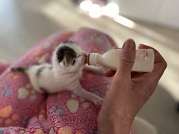 Ivrea, emergenza cuccioli al gattile: “Siamo pieni, servono nuove balie per salvare altre vite”