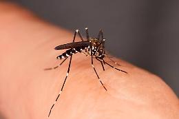 West Nile, salgono a 275 i contagi in Italia e a 19 i decessi: uno anche in Piemonte