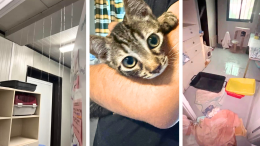 Il gattile è allagato, una raccolta fondi per aiutare gli animali