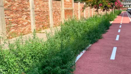 La nuova pista ciclabile di Torino? E' già invasa dalle erbacce