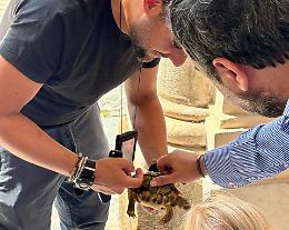 Moncalieri: tartaruga trovata vicino ai cassonetti, salvata da due turisti