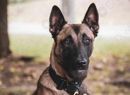 Dopo i Pitbull ora tocca ai Malinois. Ecco i nuovi cani degli spacciatori