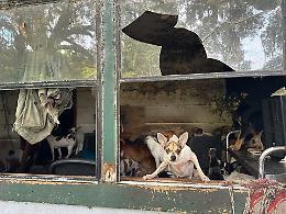 Accumulo di animali, il boom in Piemonte «Serve cultura e prevenzione»