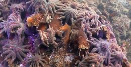 Finalmente sappiamo perché negli ultimi 15 anni sono morte miliardi di stelle marine