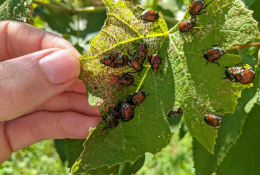 Il grido d'aiuto degli agricoltori: «Rischiamo una totale invasione»