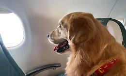 Cani di grossa taglia in cabina: Enac apre alla svolta

