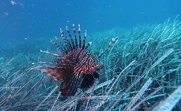 Pesce scorpione nei mari italiani: bellezza letale in arrivo